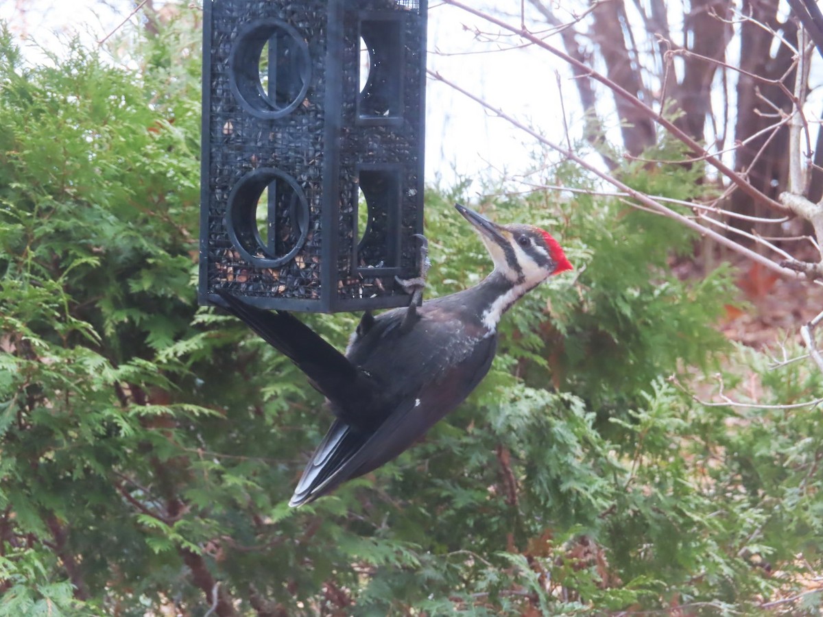 Pileated Woodpecker - ML647377297
