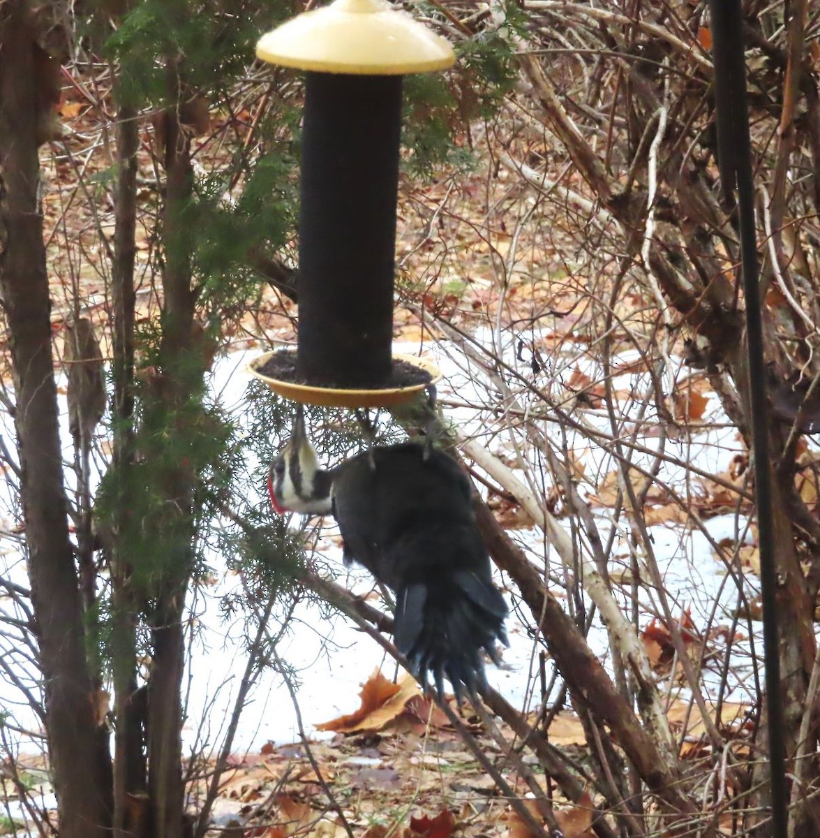 Pileated Woodpecker - ML647377307