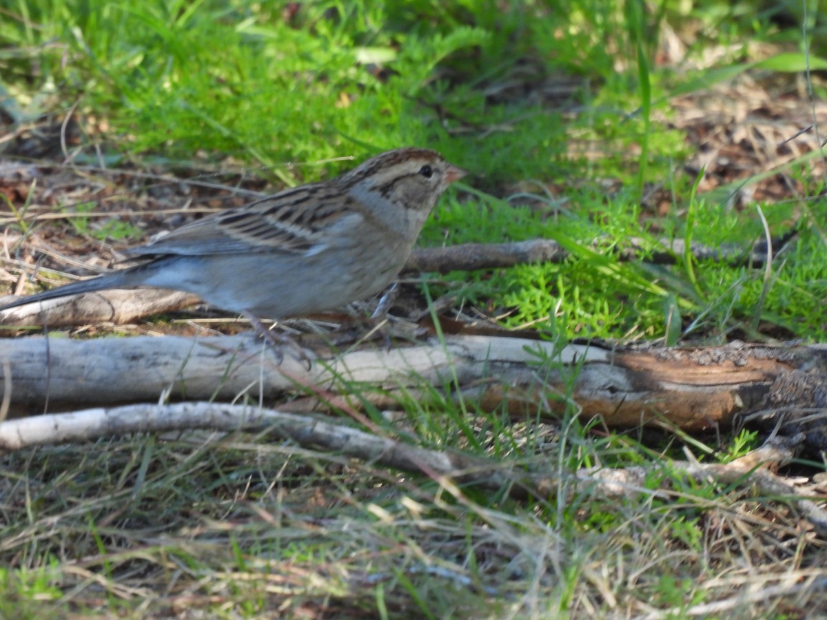 Chipping Sparrow - ML647377308