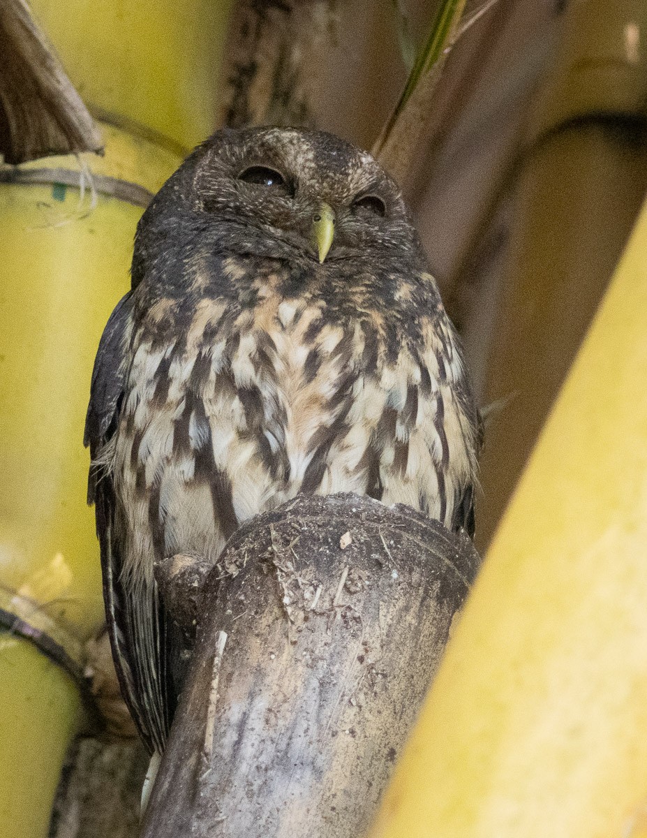 Mottled Owl - ML647377314