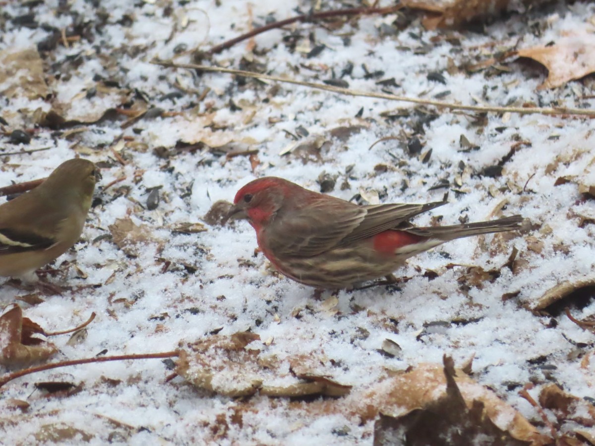 House Finch - ML647377320
