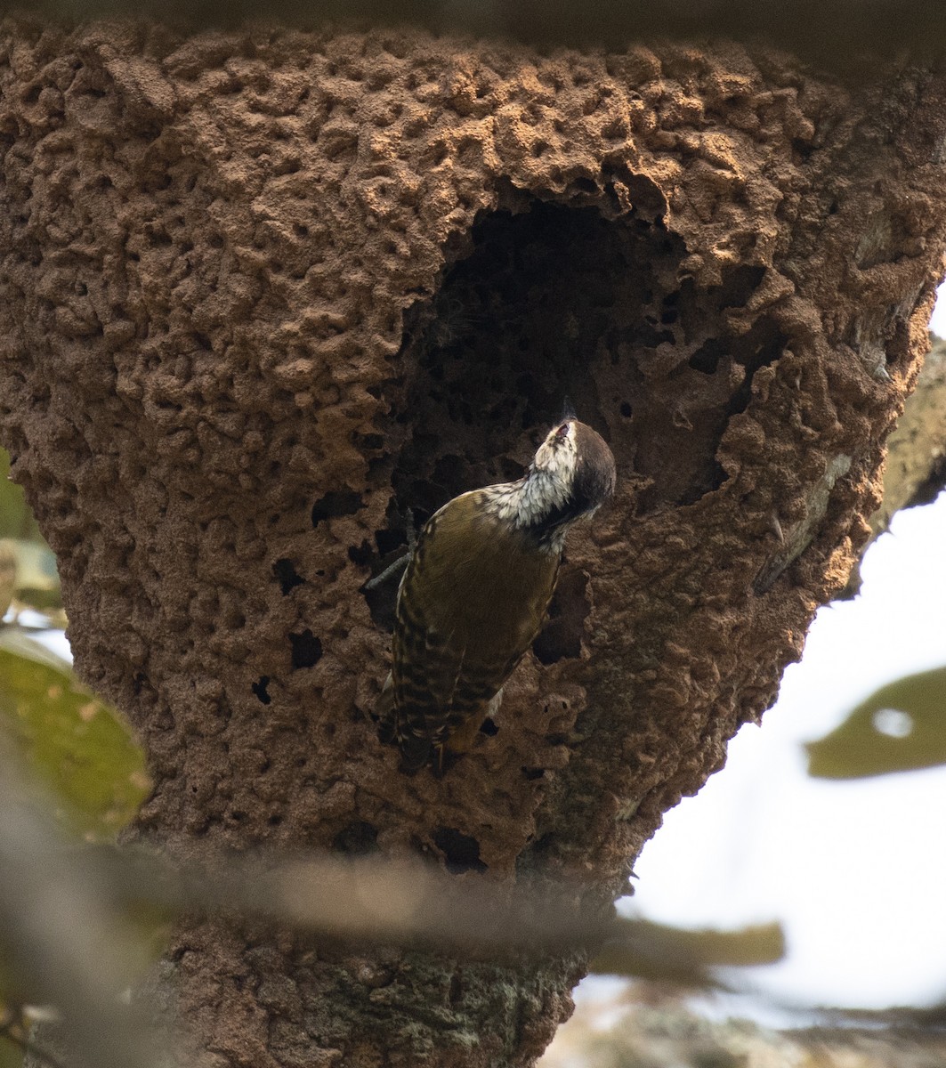 啄木鳥科 - ML647377325