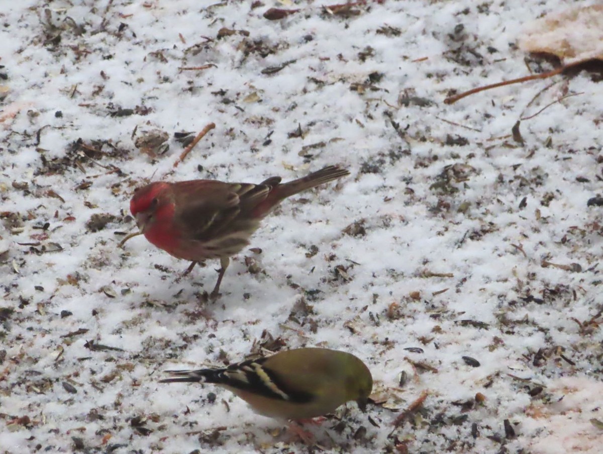 House Finch - ML647377331
