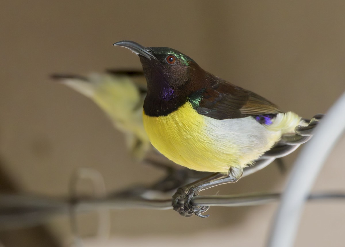 Purple-rumped Sunbird - ML647377333