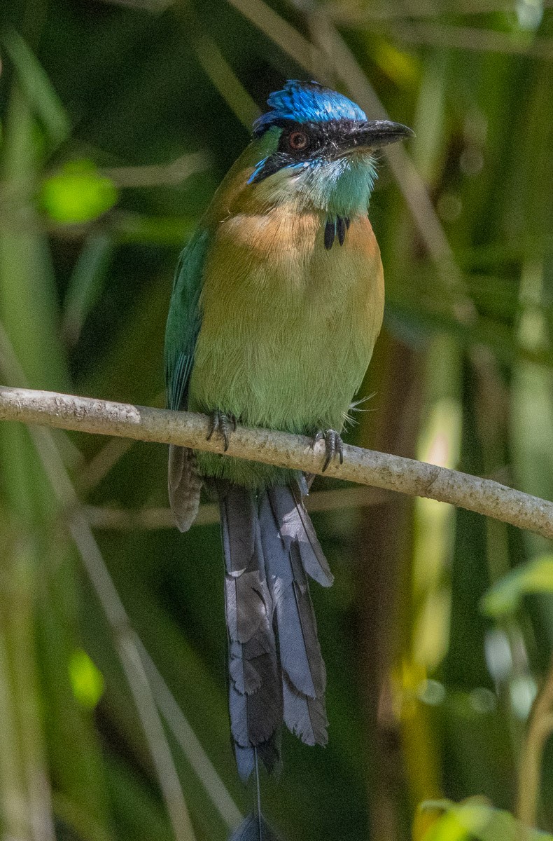 Lesson's Motmot - ML647377336