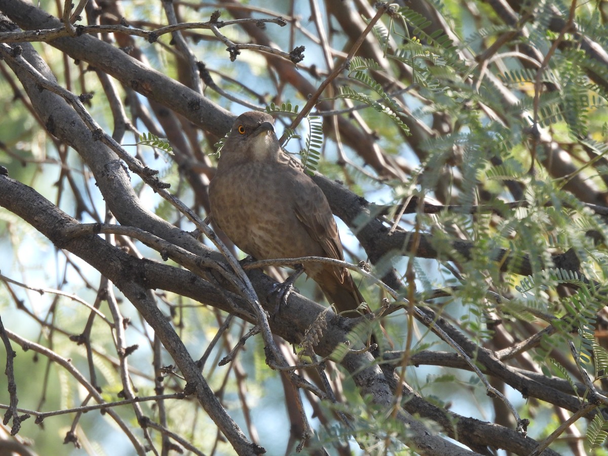 Curve-billed Thrasher - ML647377346