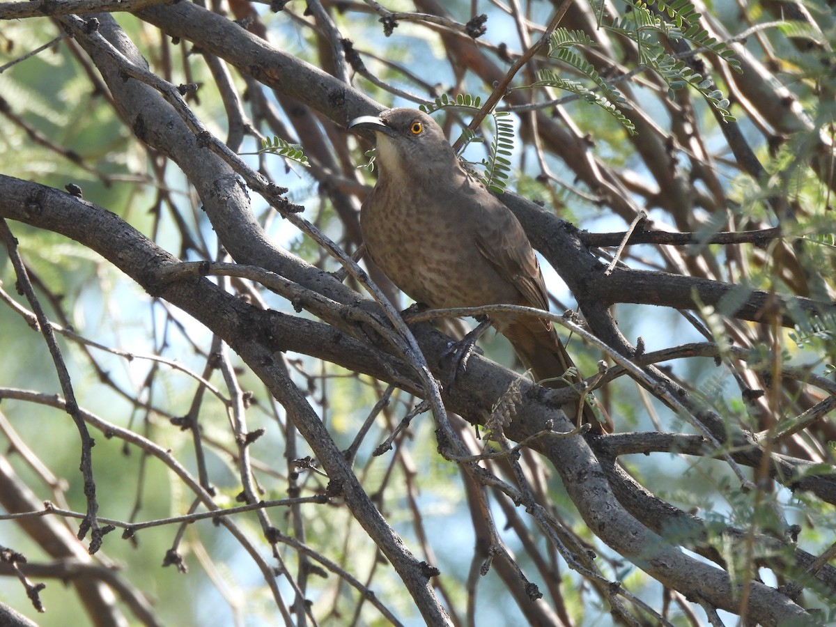 Curve-billed Thrasher - ML647377347