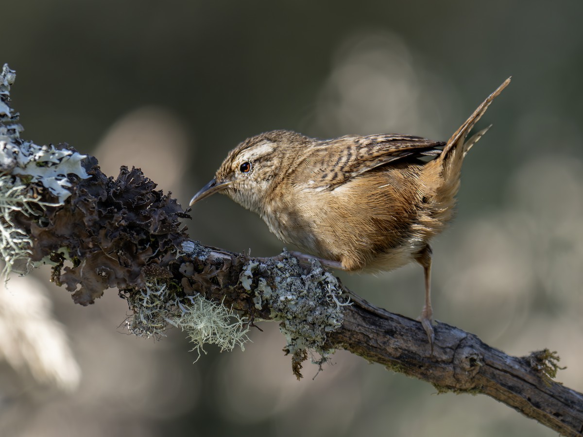 Grass Wren - ML647377353