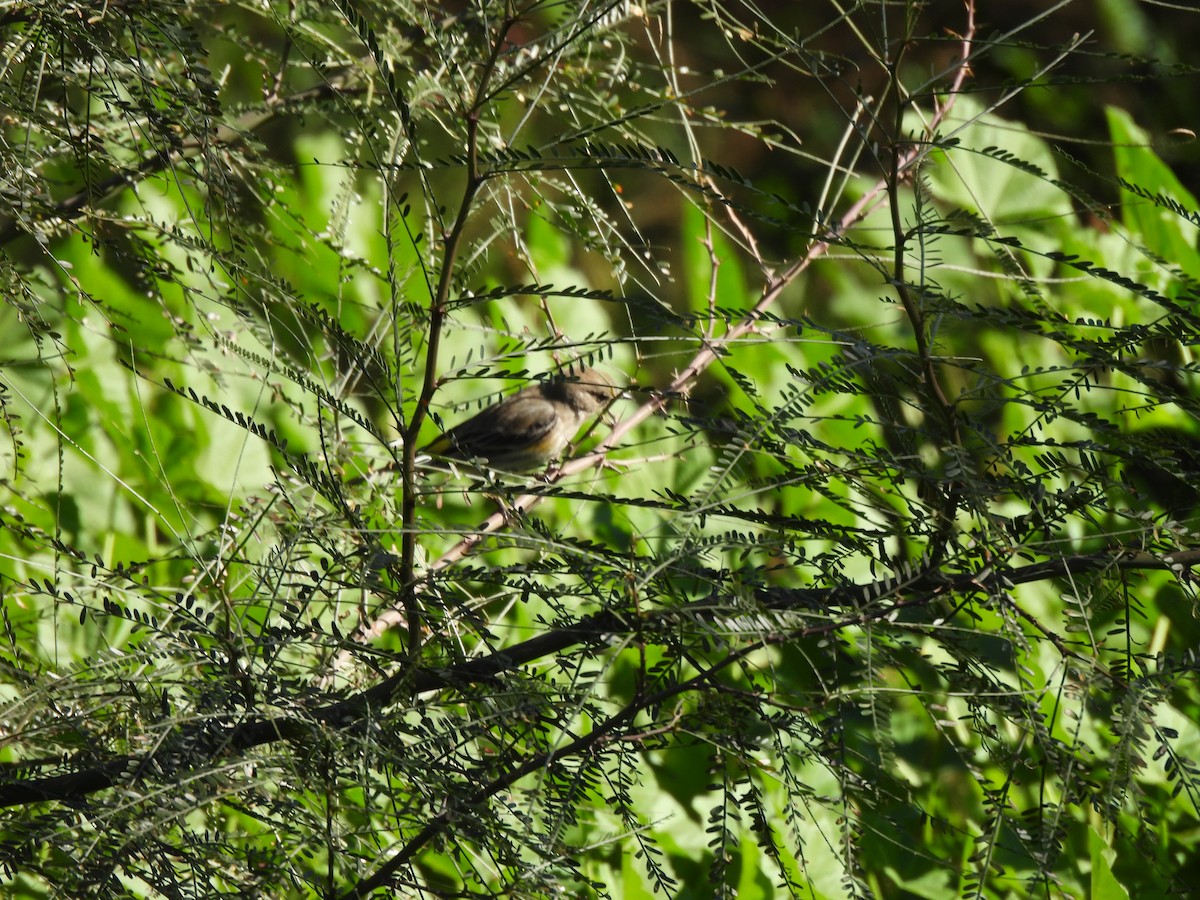 Yellow-rumped Warbler - ML647377355