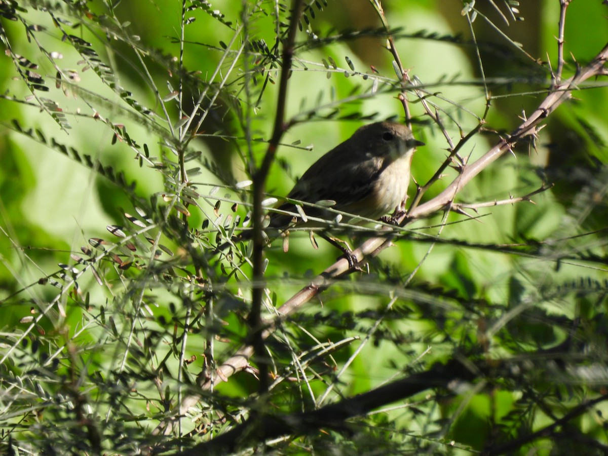 Yellow-rumped Warbler - ML647377356