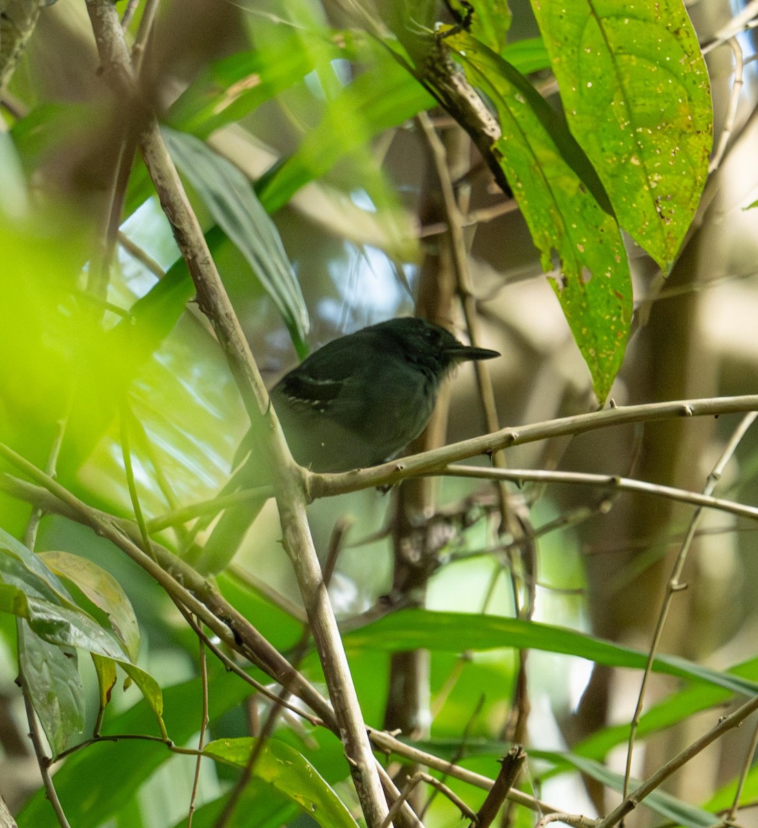 Grisin sombre - ML647377358