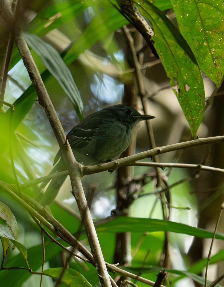 Grisin sombre - ML647377359