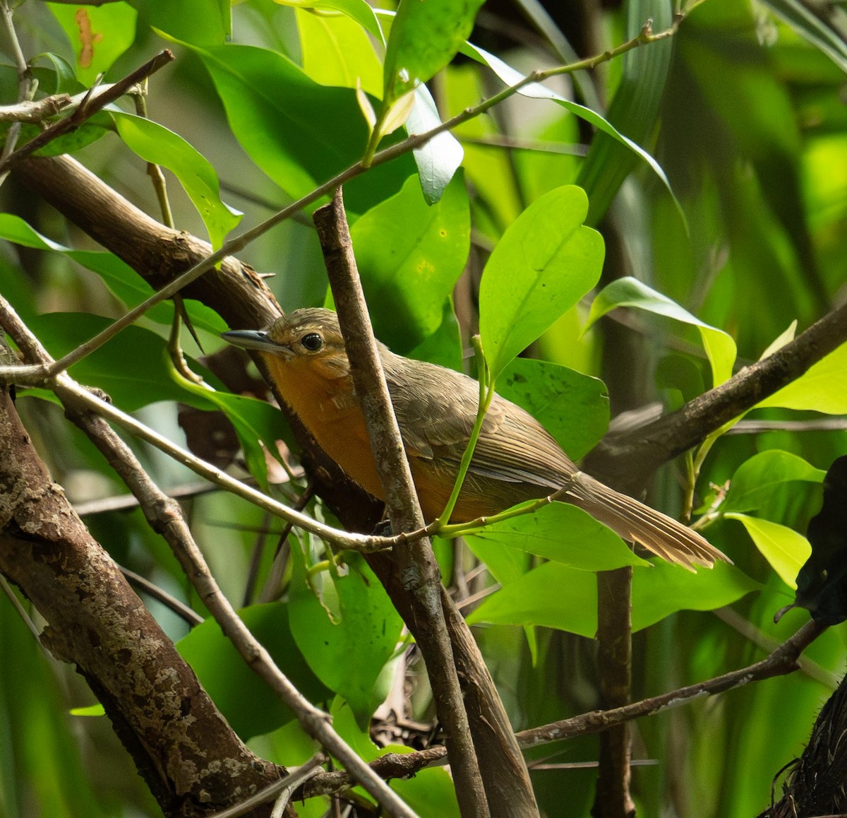 Grisin sombre - ML647377360