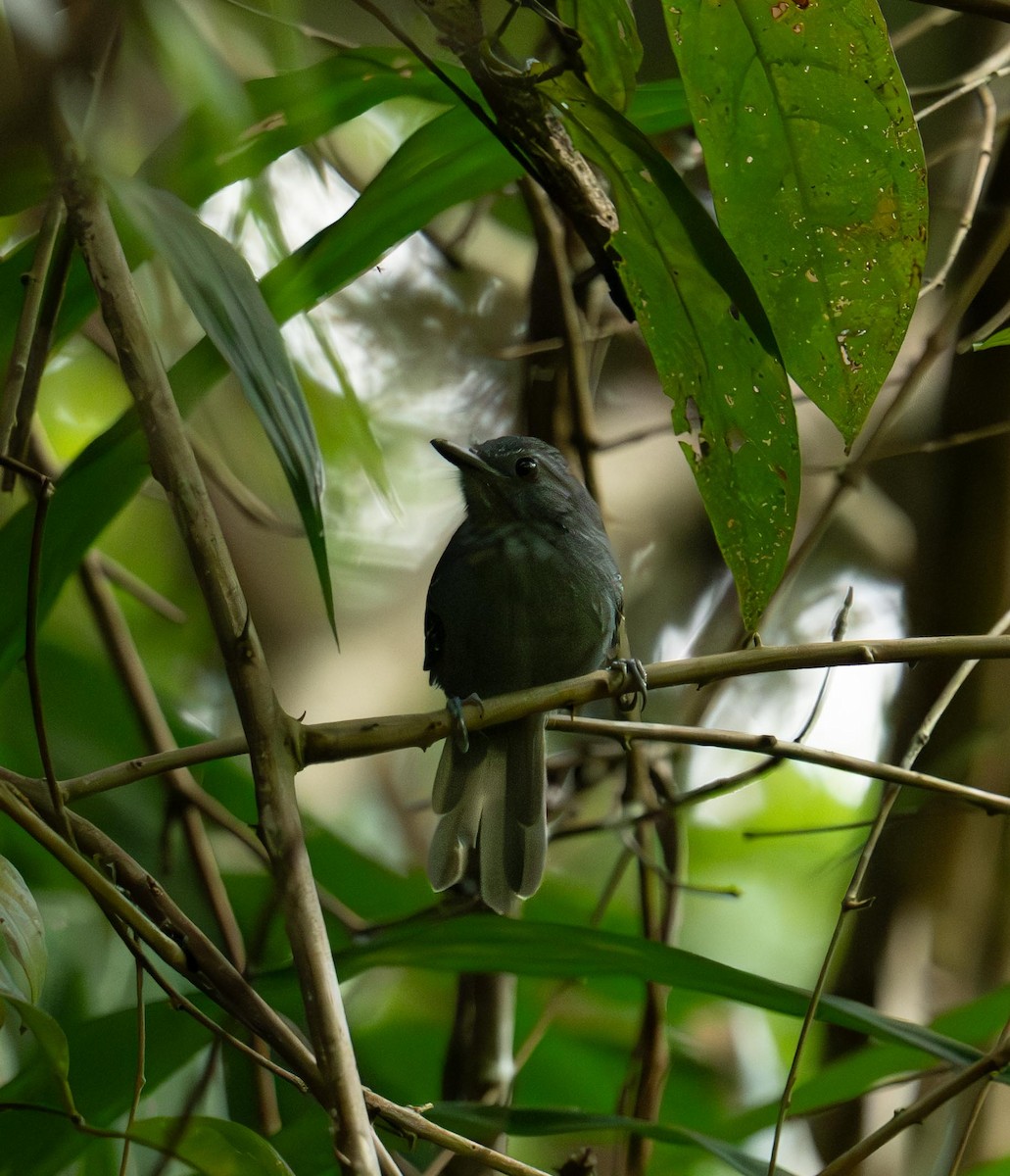 Grisin sombre - ML647377361