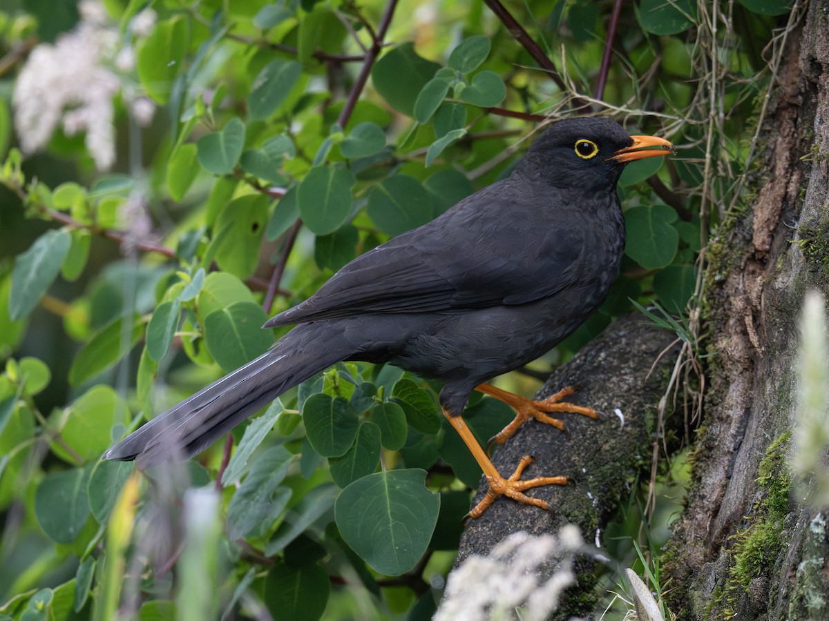 Great Thrush - ML647377368
