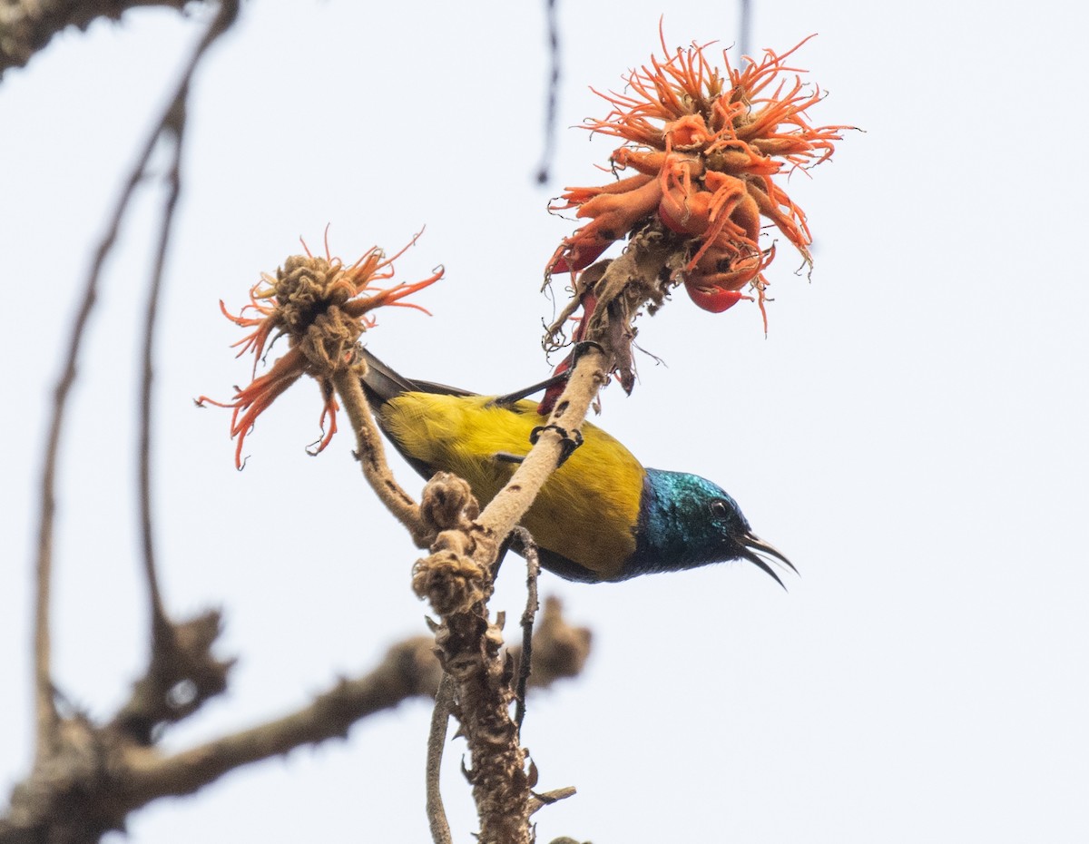 Саїманга зеленовола - ML647377377