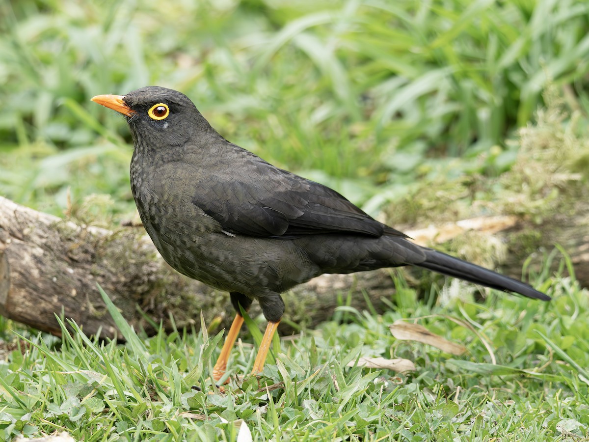 Great Thrush - ML647377380