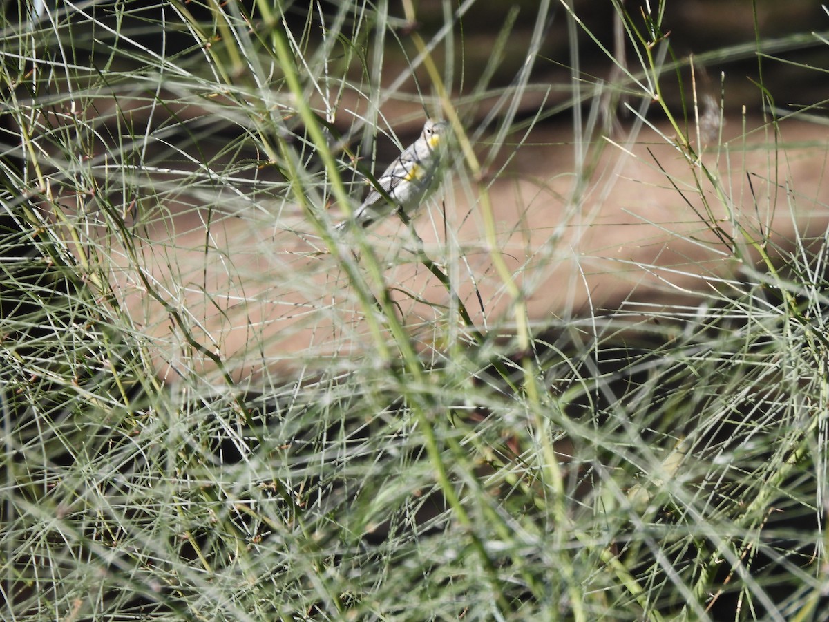 Yellow-rumped Warbler - ML647377389