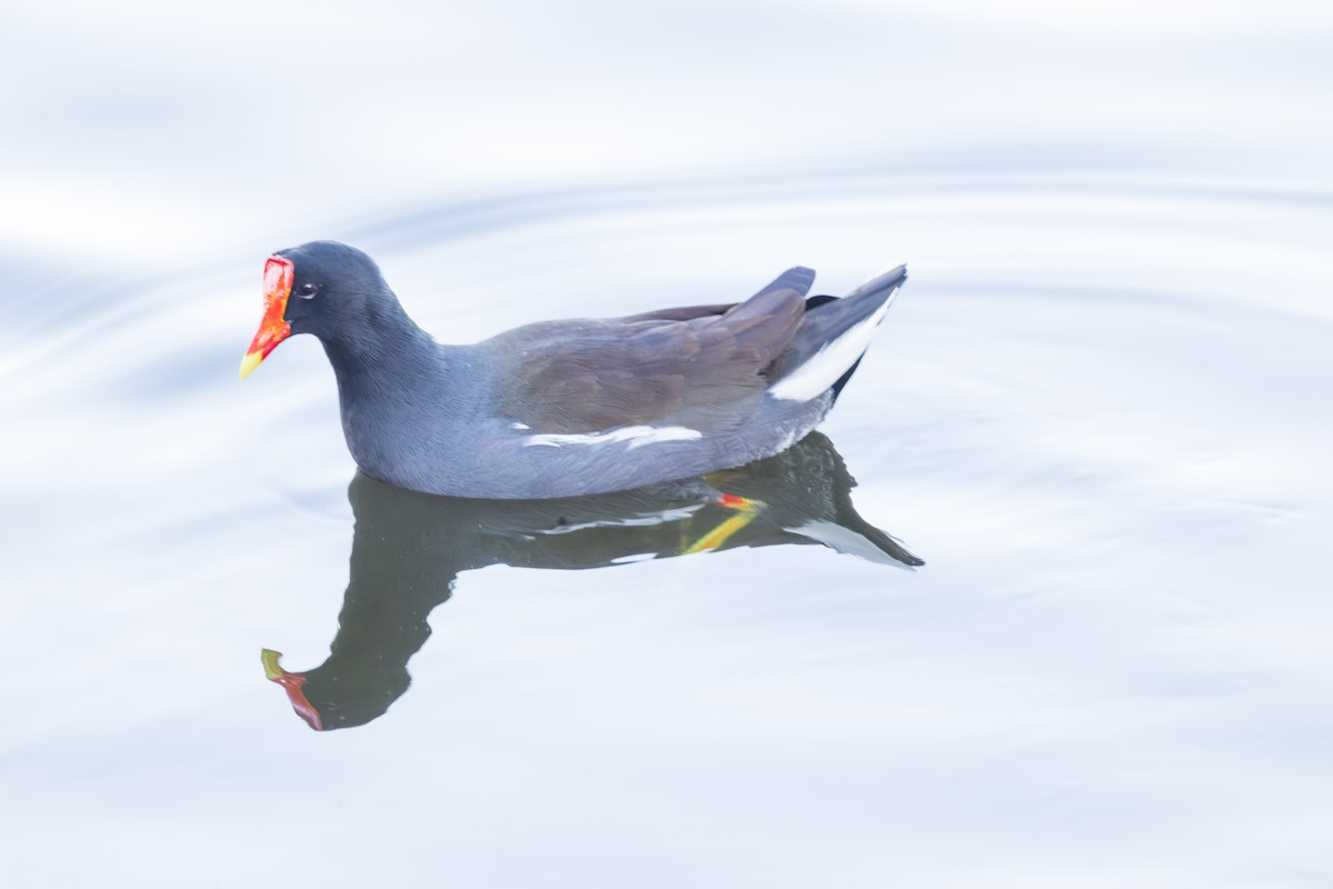 slípka americká - ML647377392