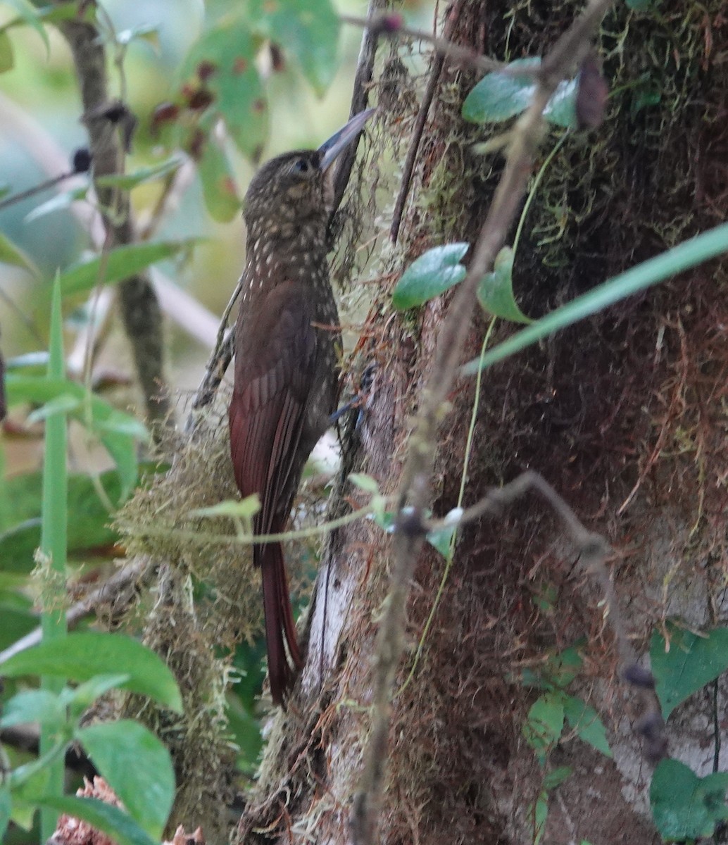 Spotted Woodcreeper - ML647377409