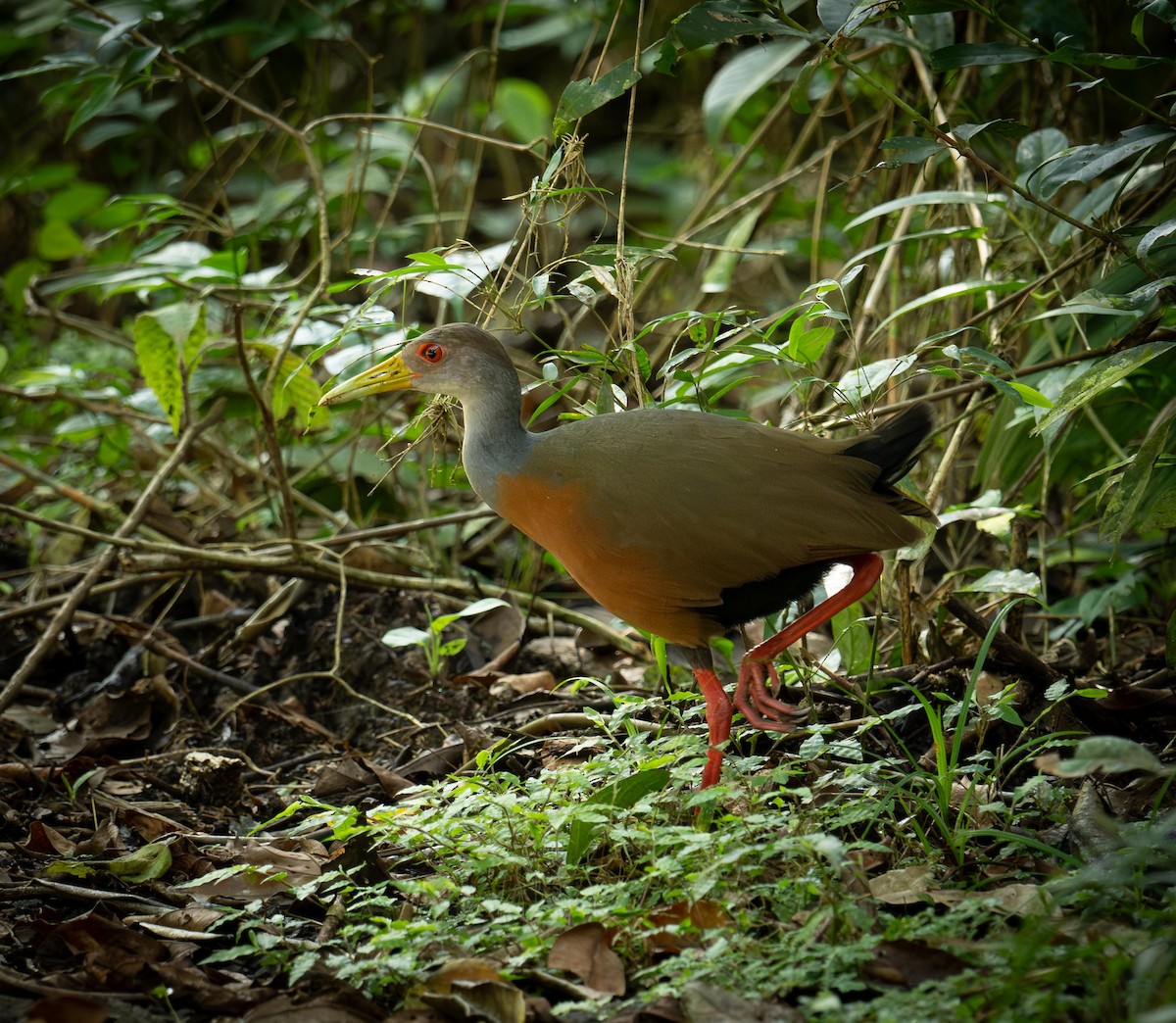 Пастушок сірошиїй - ML647377421