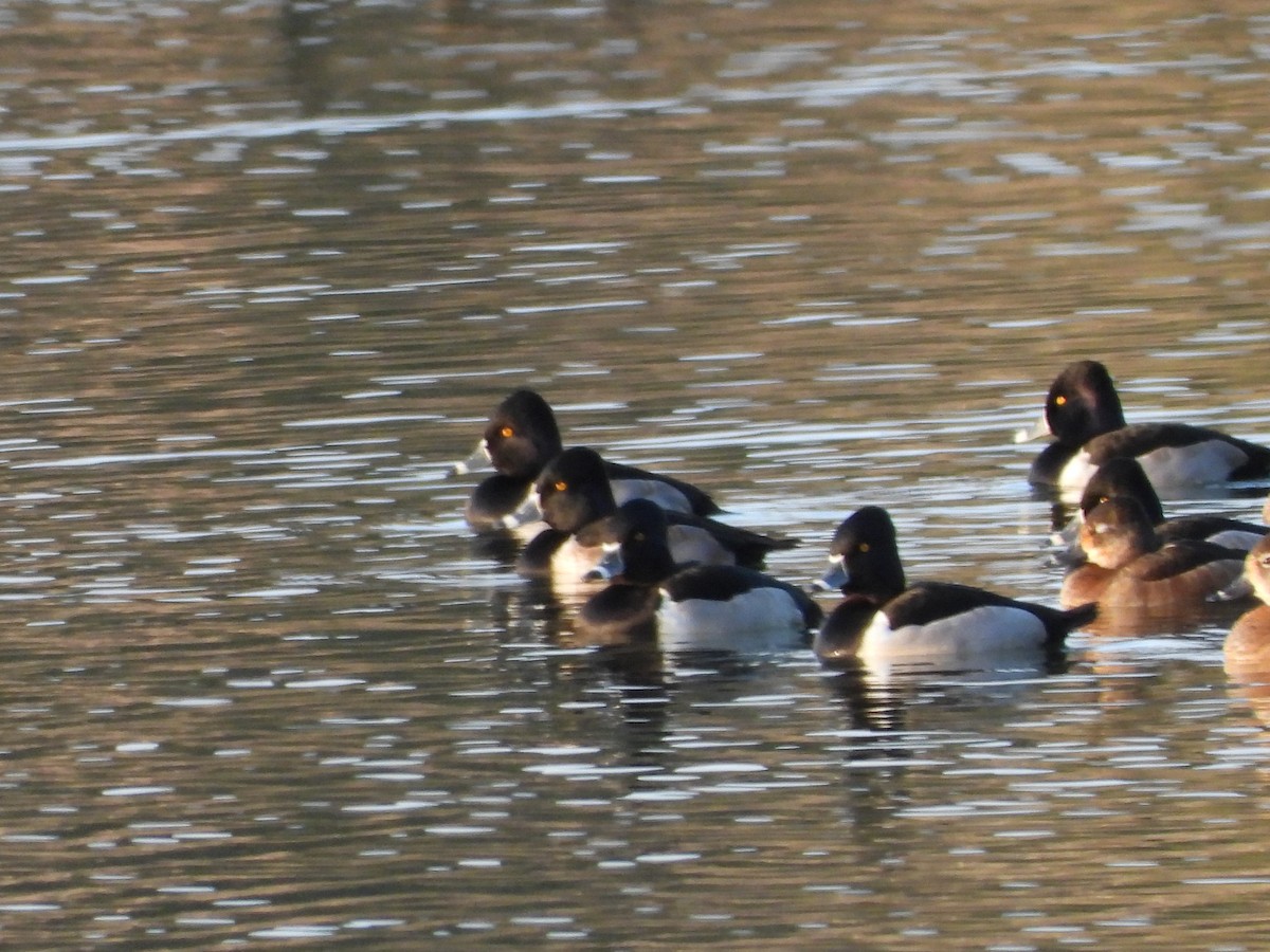 Ring-necked Duck - ML647377429