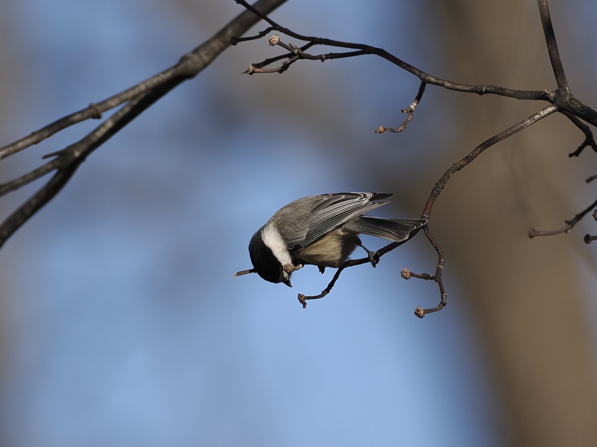 Carolina Chickadee - ML647377432