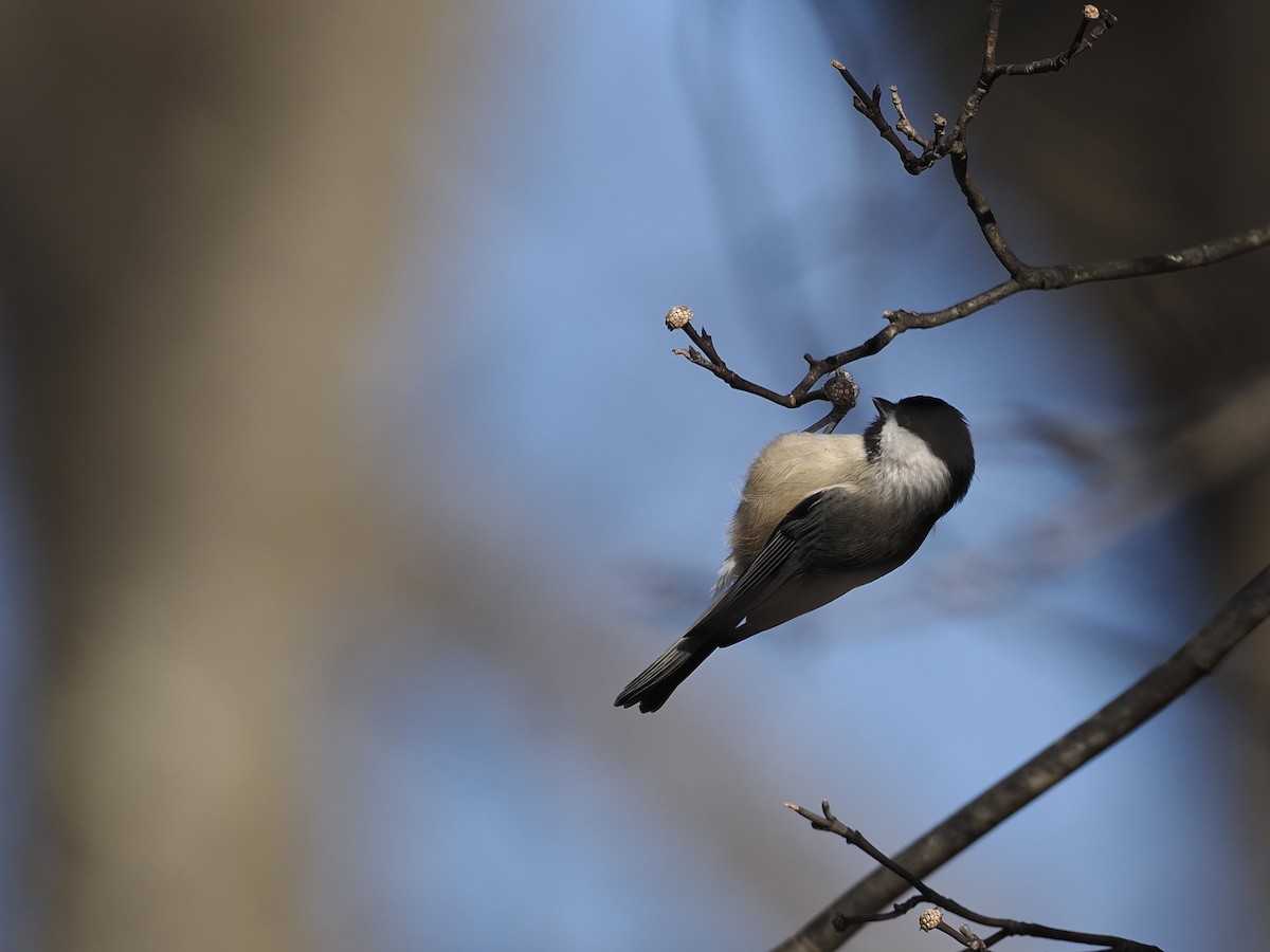 Carolina Chickadee - ML647377433