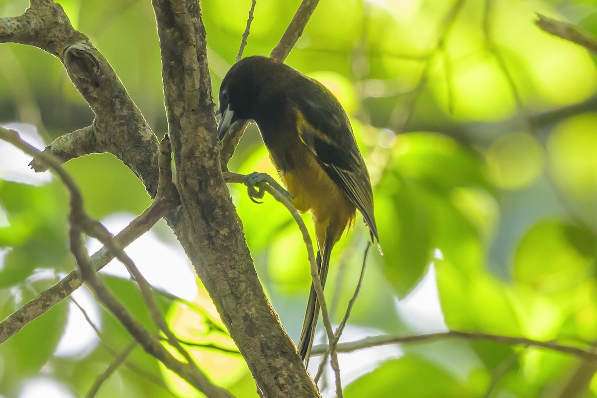 Трупіал санта-лусійський - ML647377434