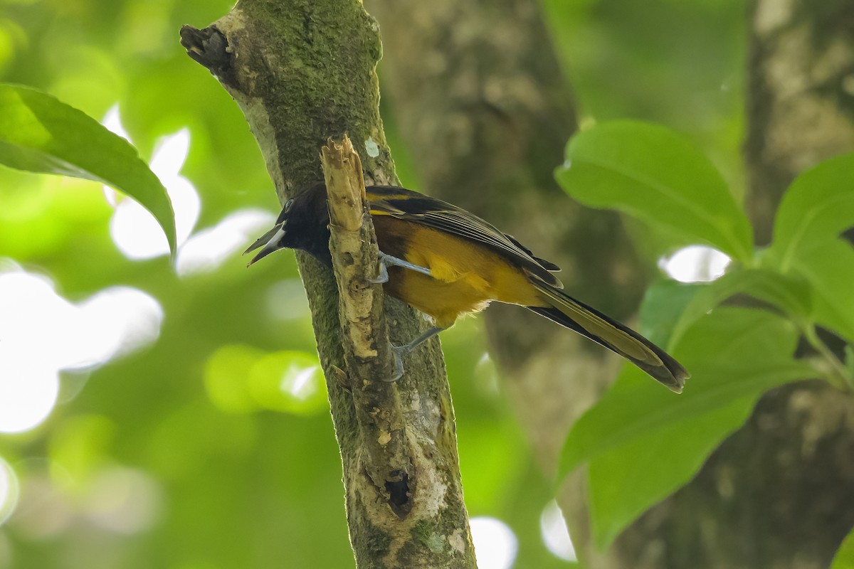 Трупіал санта-лусійський - ML647377435