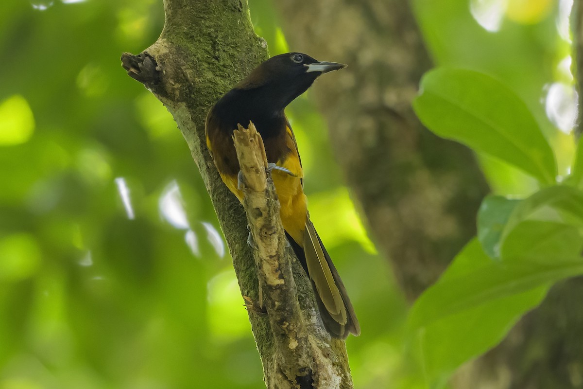 Трупіал санта-лусійський - ML647377436