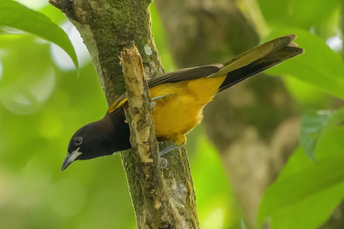 Трупіал санта-лусійський - ML647377437