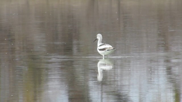 Американская шилоклювка - ML647377438