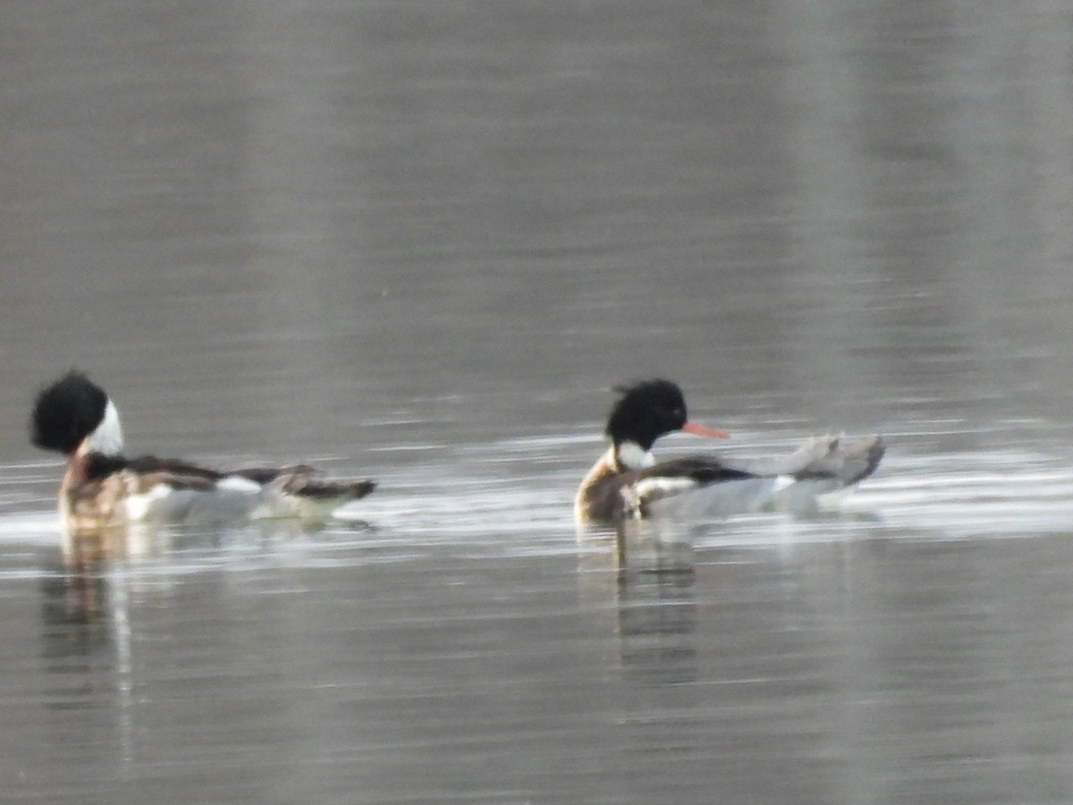 Serreta Mediana - ML647377455