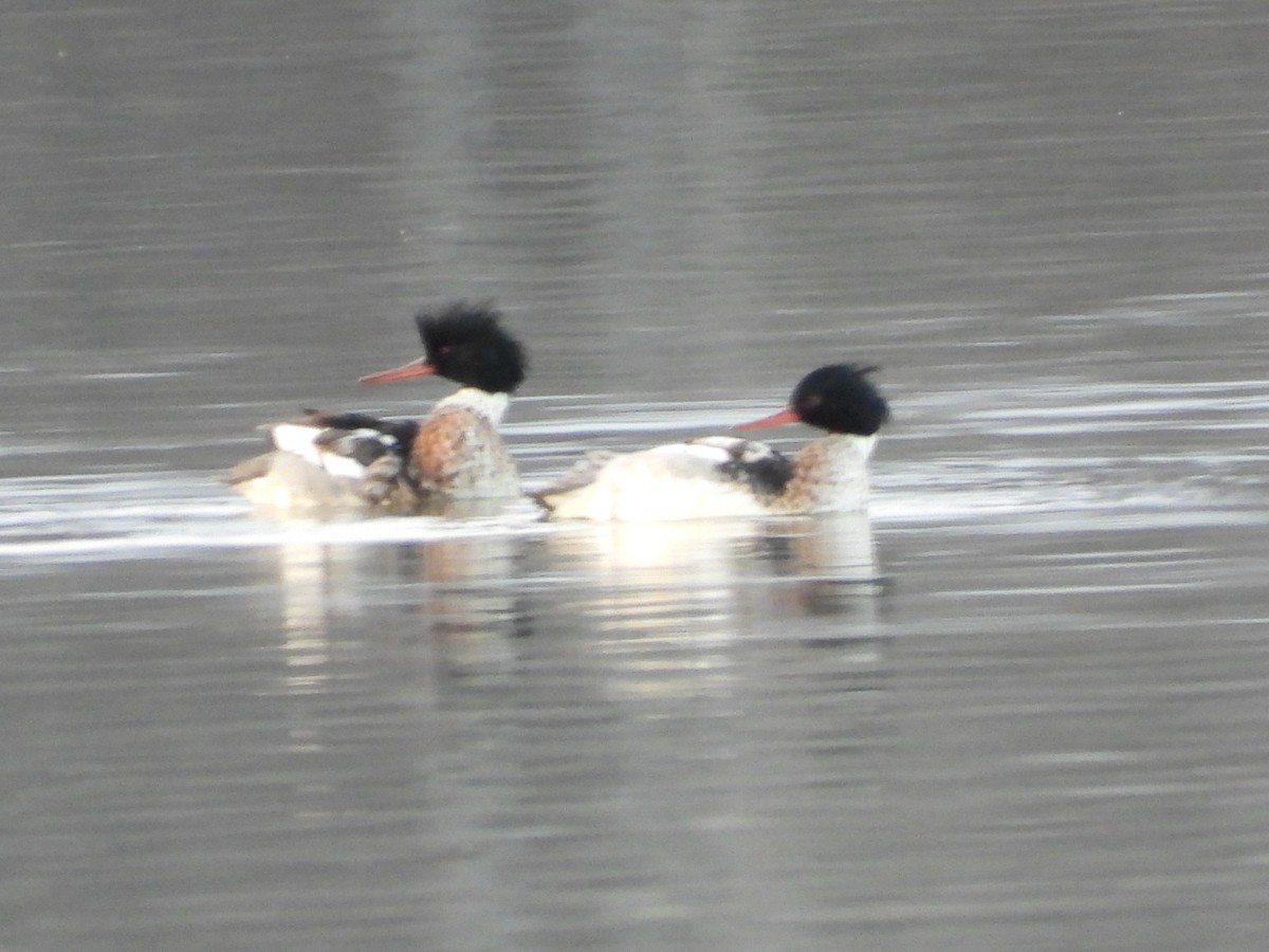 Serreta Mediana - ML647377468