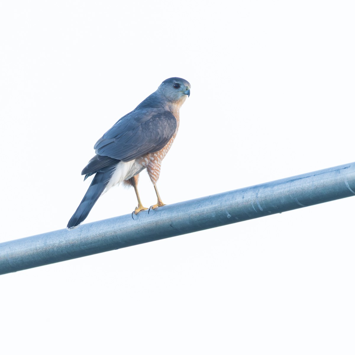 Cooper's Hawk - ML647377493