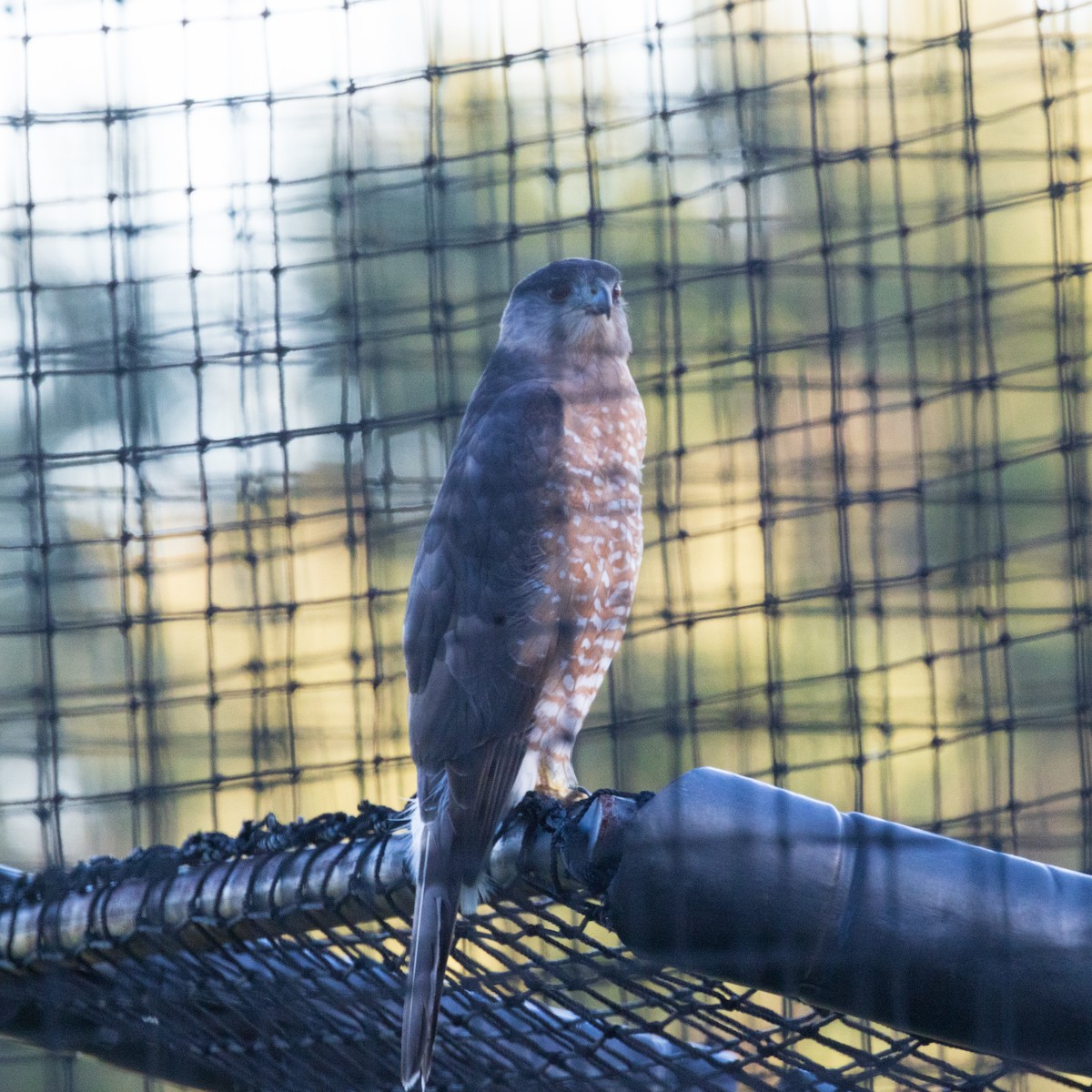 Cooper's Hawk - ML647377494