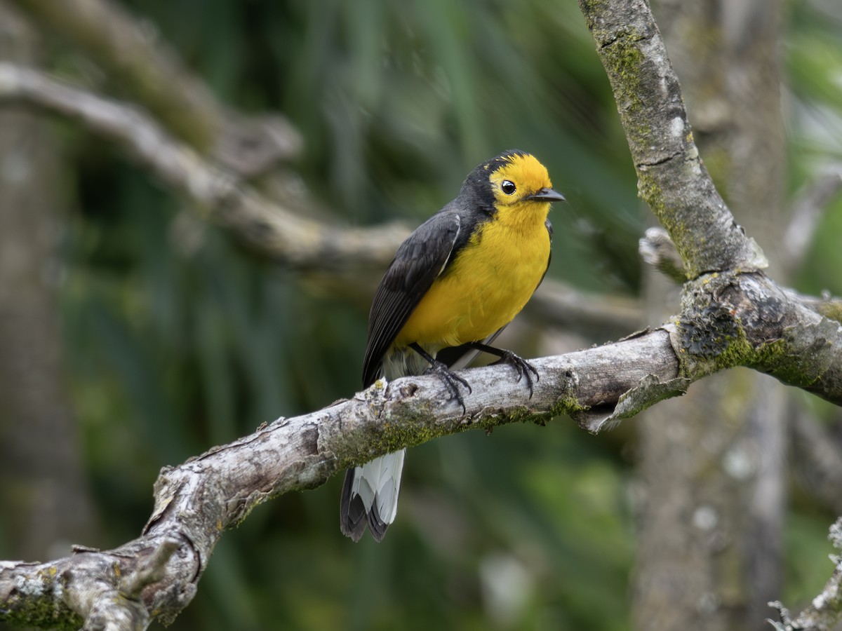 Süslü Ötleğen - ML647377496