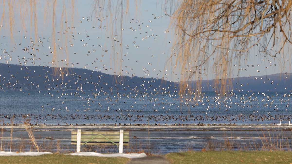Redhead - ML647377499