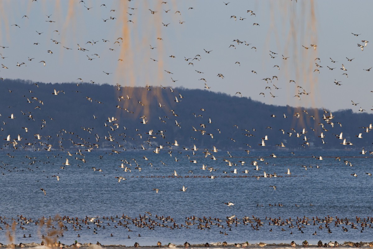 Redhead - ML647377501