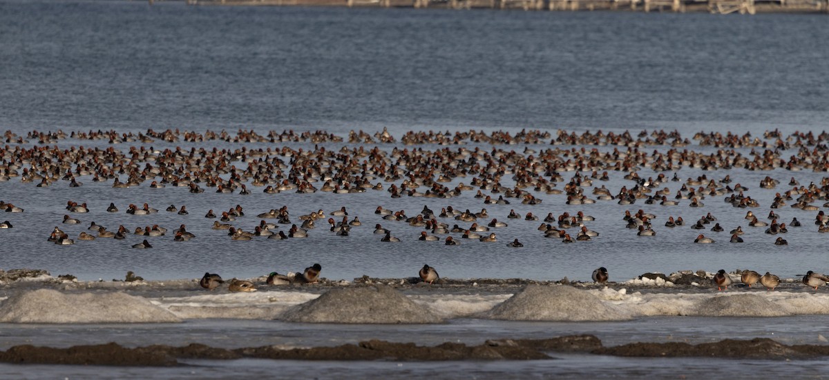 Redhead - ML647377511