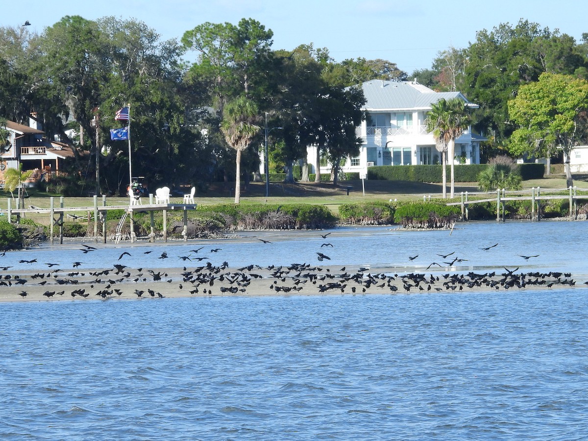 ウオガラス - ML647377512