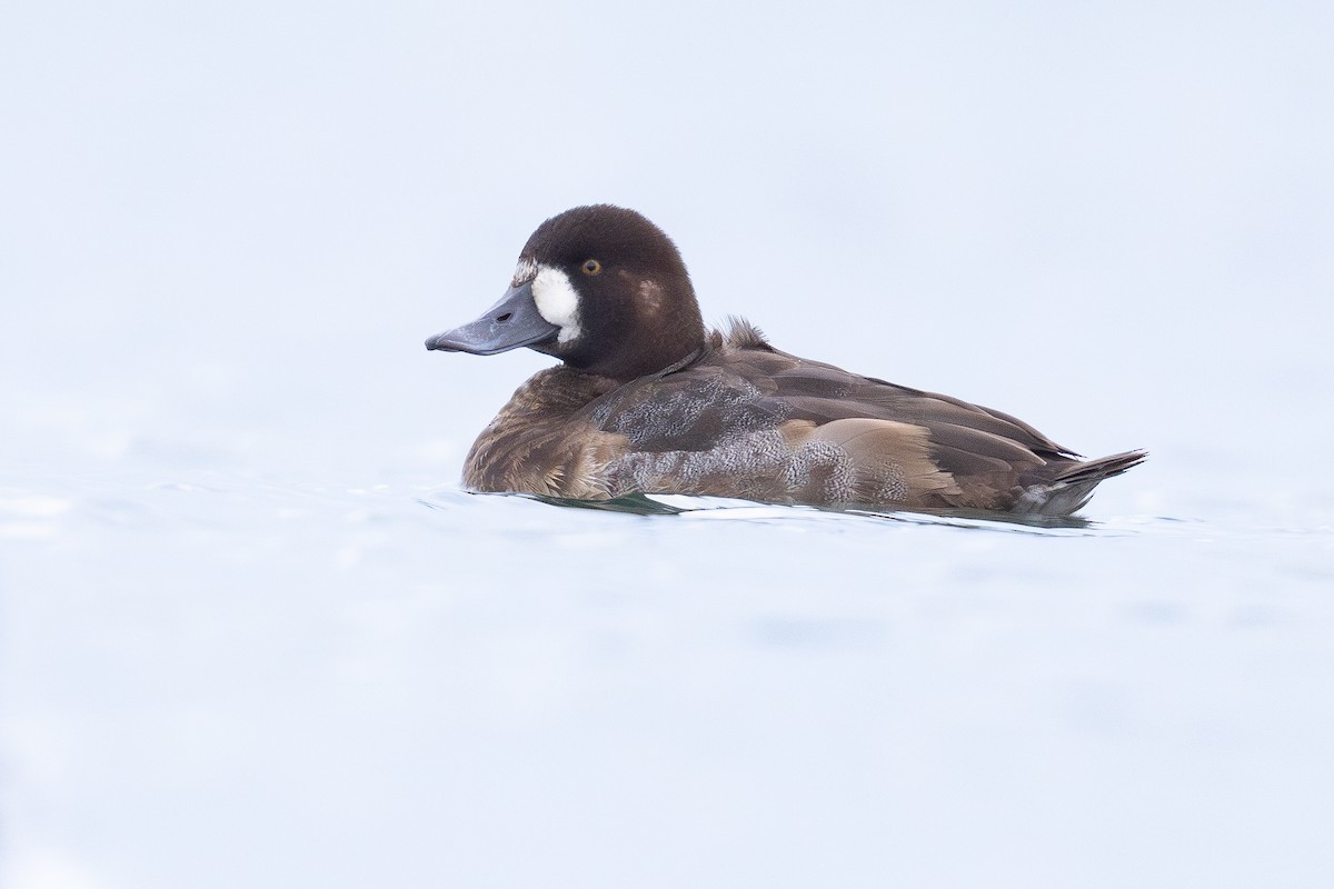 bergand - ML647377514