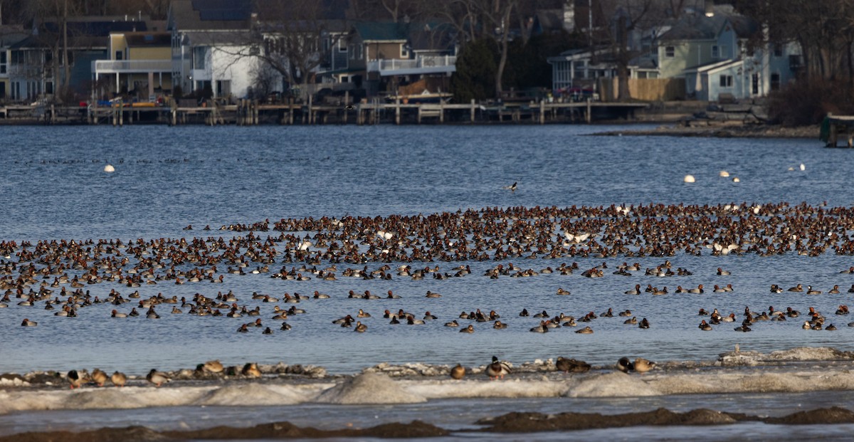 Redhead - ML647377515