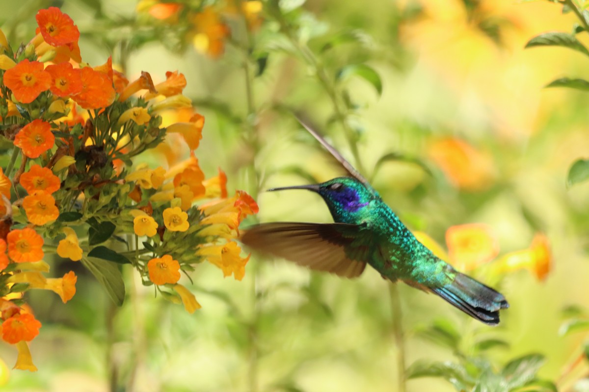 Colibri thalassin - ML647377522