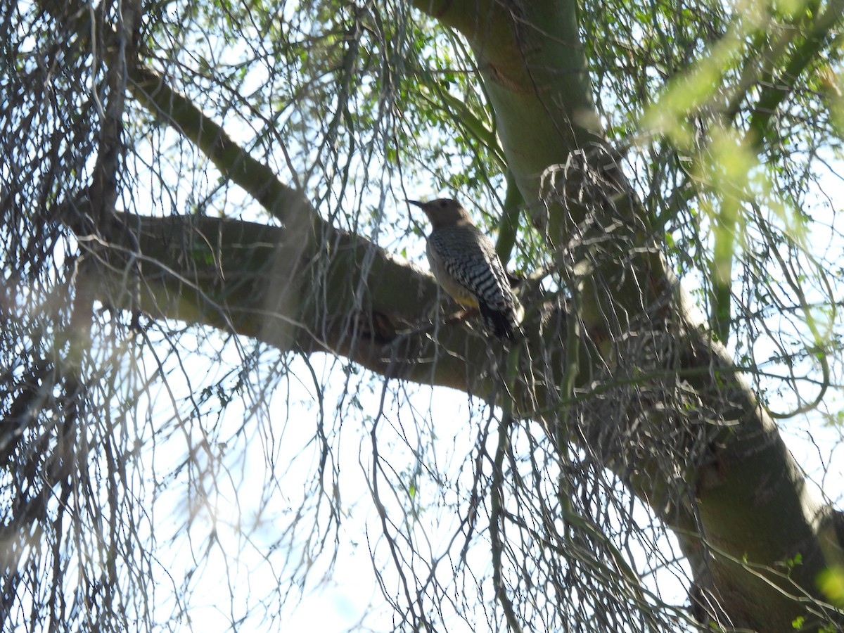 Gila Woodpecker - ML647377527