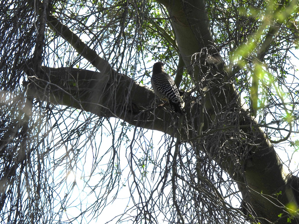 Gila Woodpecker - ML647377528