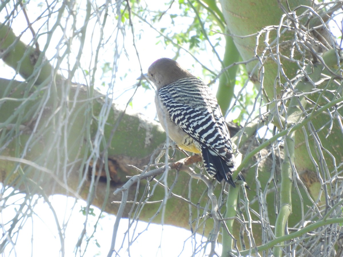 Gila Woodpecker - ML647377529