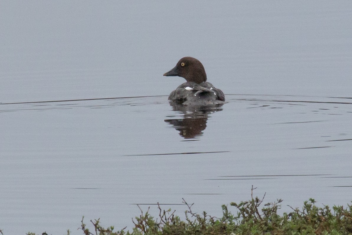 Common Goldeneye - ML647377532