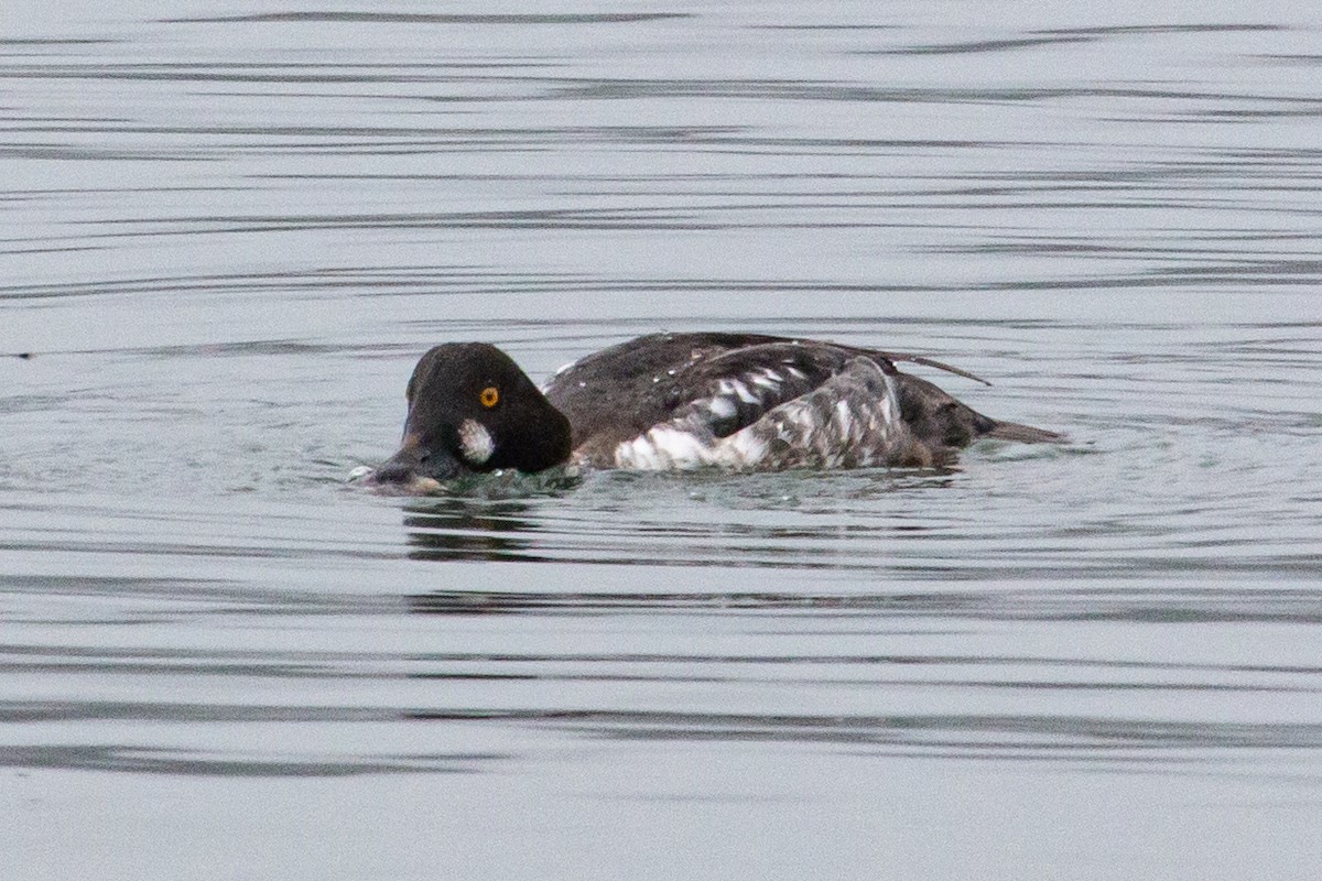 Common Goldeneye - ML647377535
